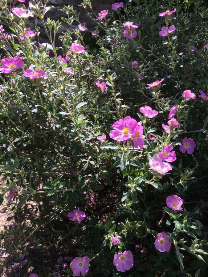 Le Mazet Des Joncs En Provence *