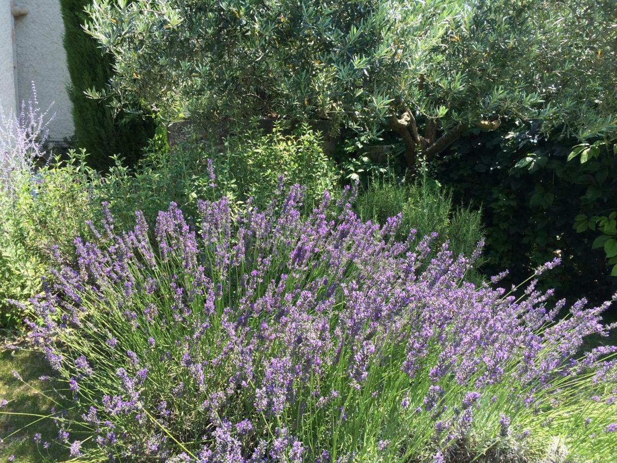 Le Mazet Des Joncs En Provence * Saint-Pierre-de-Vassols